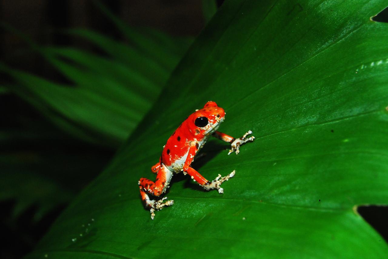 Red Frog Bungalows Surf Resort Bastimentos Exterior foto